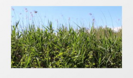 小草视频,捕捉生活瞬间，展现人间真情